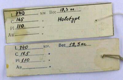 Holotype labels, color image