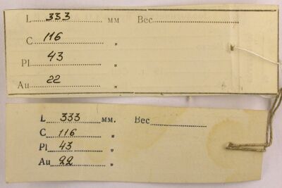 Holotype labels, color image