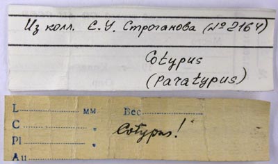 Paratype labels, color image