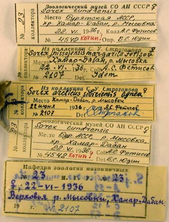 Paratype labels, color image