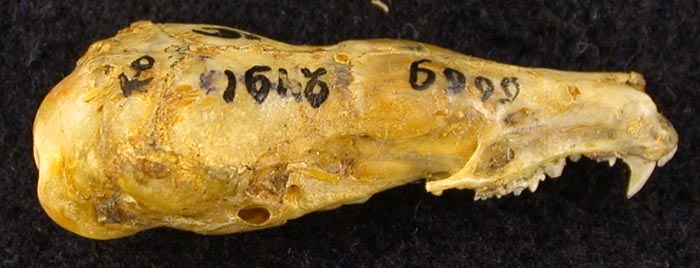 Talpa altaica sibirica, holotype, color image