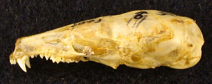 Talpa altaica tymensis, holotype, color image