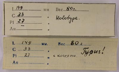 Holotype labels, color image