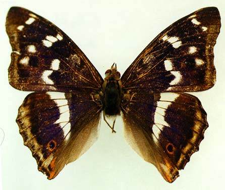 Apatura iris amurensis, male, color image