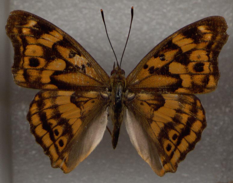 Apatura laverna, upperside, color image