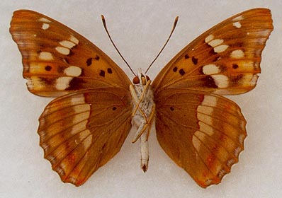 Apatura metis irtyshika, male, color image