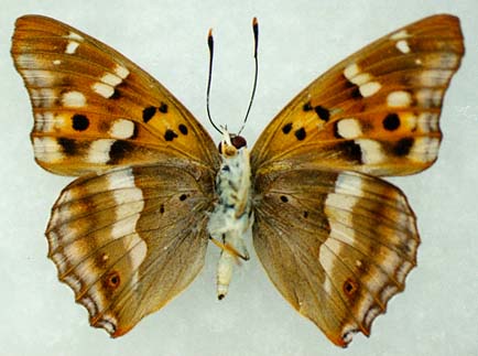 Apatura metis substituta, male, color image