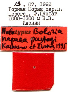 Holotype labels, color image