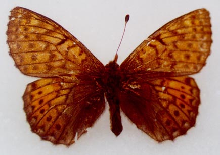 Boloria napaea vinokurovi, paratype, female, color image