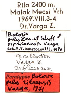 Paratype labels, color image