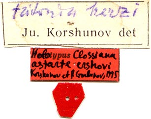 Holotype labels, color image