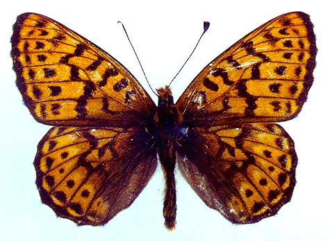 Clossiana tritonia suntara, color image