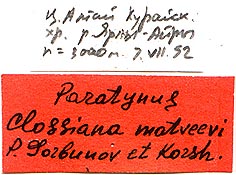 Paratype labels, color image