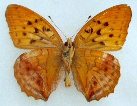 Damora sagana nordmanni, holotype, color image