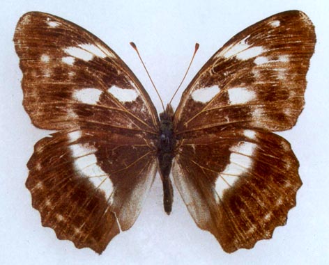 Damora sagana relicta, color image