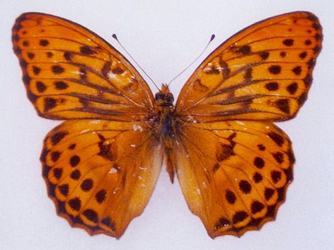 Damora sagana relicta, holotype, color image