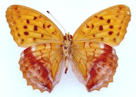 Damora sagana relicta, color image