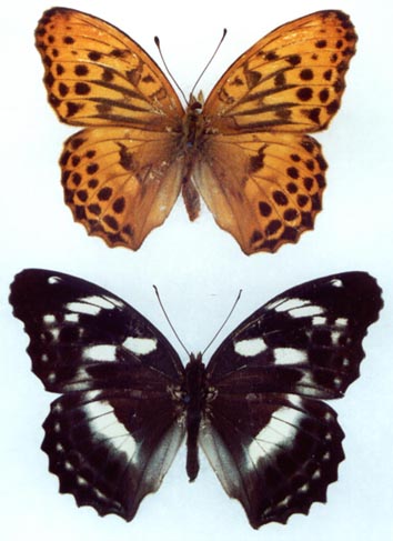 Damora sagana relicta, color image