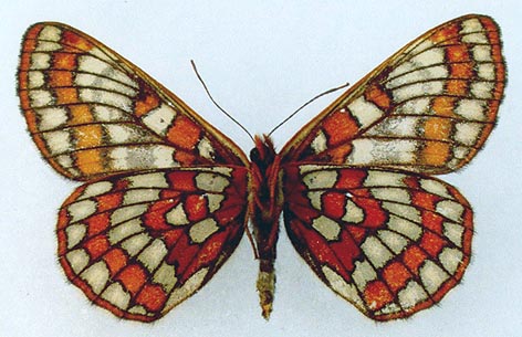 Euphydryas iduna alferakyi, color image