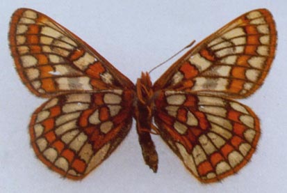 Euphydryas iduna alferakyi, color image