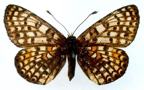 Melitaea latonigena ukoka, allotype, color image