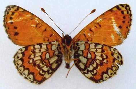 Melitaea latonigena ukoka, color image