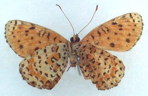 Melitaea trivia singularia, holotype, color image