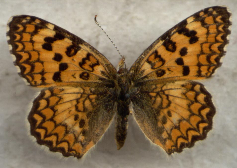 Melitaea turkmanica, female upperside, color image