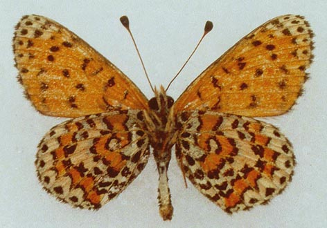 Melitaea uvarovi, color image