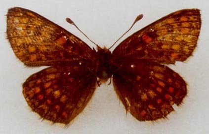 Mellicta athalia hyperborea, holotype, color image