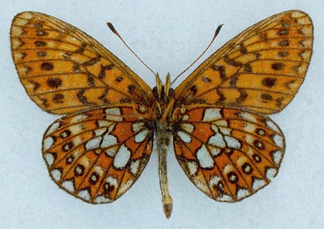 Proclossiana eunomia riamia, holotype, color image