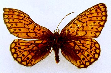 Proclossiana eunomia stromi, color image